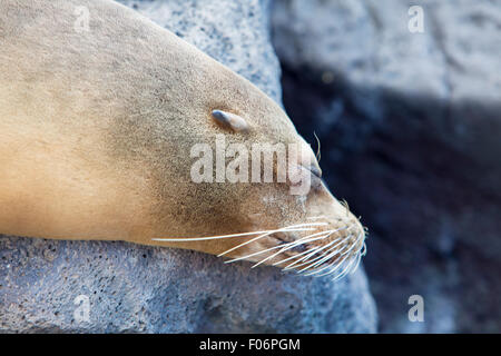 Seelöwen auf den Felsen im Hafen von San Cristobal Island schlafen. Galapagos-Inseln. Ecuador Stockfoto