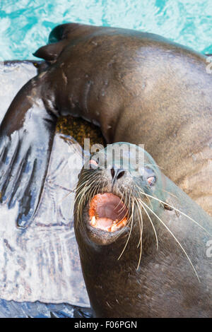 Nahaufnahme des braunen aggressive Seelöwen auf den Galapagos-Inseln, Ecuador 2015 gesehen. Stockfoto