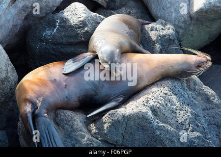 Zwei Seelöwen auf den Felsen im Hafen von San Cristobal Island schlafen. Galapagos-Inseln. Ecuador Stockfoto