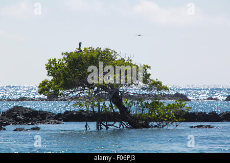 Blick auf einen Baum in den Ozean vor Isla Isabela auf den Galapagos Inseln. Ein Schild mit der Aufschrift Stop verhindert, dass Schwimmer nicht zu gehen. Stockfoto