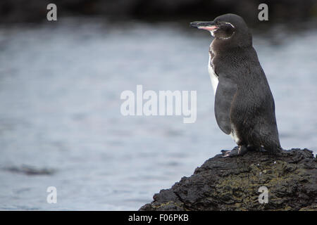 Galápagos-Pinguin (Spheniscus Mendiculus) auf einem Felsen steht und mit Blick auf den Ozean auf der Insel Isabela. Galapagos-Inseln. Stockfoto
