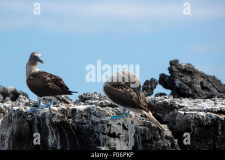 Blaufußtölpel stehend auf den Steinen vor einem blauen Himmel auf den Galapagos-Inseln, Ecuador Stockfoto