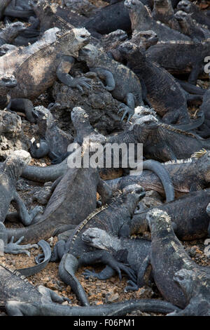 Gruppe von Meerechsen am Strand in der Nähe von Puerto Villamil auf Isla Isabela. Galapagos Inseln 2015. Stockfoto