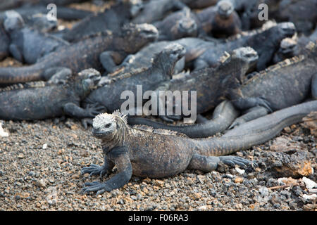 Gruppe von Meerechsen am Strand in der Nähe von Puerto Villamil auf Isla Isabela. Galapagos Inseln 2015. Stockfoto