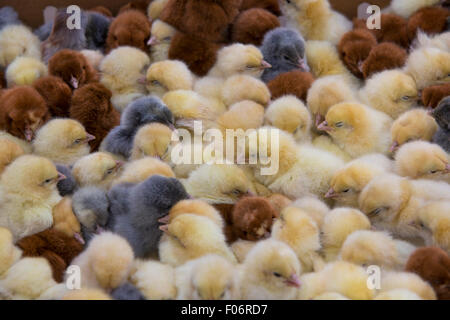 Junge Küken zum Verkauf an das Outdoor-Leben Tiermarkt in Otavalo, Ecuador 2015. Stockfoto