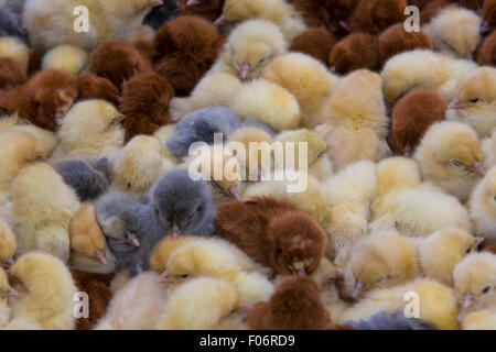 Junge Küken zum Verkauf an das Outdoor-Leben Tiermarkt in Otavalo, Ecuador 2015. Stockfoto