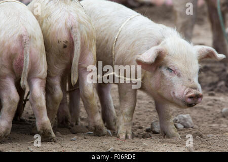 Gruppe von kleinen rosa Schweine suhlen im Schlamm auf ein outdoor live-Tier-Markt in Otavalo, Ecuador Stockfoto