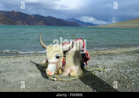 Im Pangong See Ladakh Indien heimischen Yak Tourismus Pangong Tso Seen in Indien Tibet Grenze Himalaya Gebirge zieht Yak Stockfoto