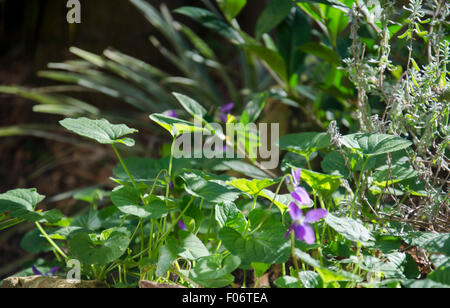 Australian native Veilchen (Viola hederacea) und Lavendel Pflanzen in einem Rock Garden mit einem Hintergrund verschwommen Stockfoto