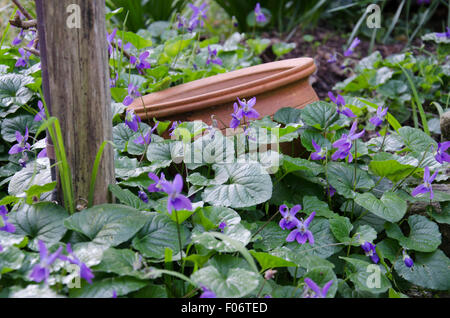 Ein terrakottatopf ist fast durch die umgebenden nativen Veilchen (Viola hederacea) in einem Garten im Hinterhof in Sydney begraben Stockfoto