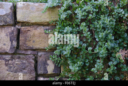 Ein convolvulus Kriechgang Anlage hängt über einem Steinmauer in einem Sydney Garten. Die Wand aus Sandstein oder Hawkesbury Sandstein ist. Stockfoto