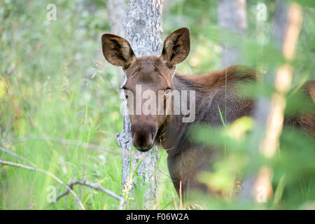 Ein Kalb-Elch (Alces Alces) stehen in einem Wald. Stockfoto