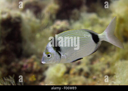 Gemeinsamen zwei gebändert Goldbrasse, Diplodus Vulgaris, Sparidae, Tor Paterno Protected Area, Lazio, Italien Stockfoto