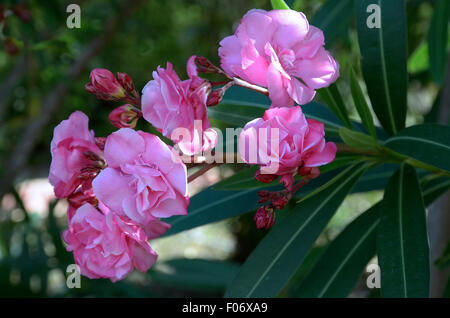 Sardinien, Italien: Blüten des Oleander (Nerium Oleander) Stockfoto