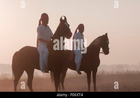 Zwei indische Männer reiten ihre Marwari Pferde ohne Sattel in der Morgendämmerung. Stockfoto