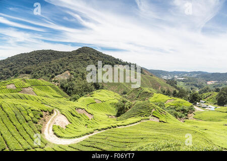 Eine Tee-Plantage in den Cameron Highlands, ein paar Stunden nördlich von Kuala Lumpur in Malaysia. Dies war eine britische Bergstation unter Stockfoto