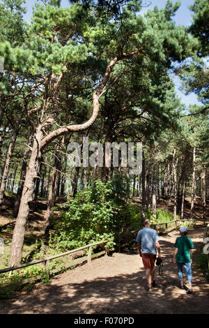 Pinewoods Wildlife Habitat im Freshfield Reserve des National Trust, Formby, Merseyside, Großbritannien. August 2015. Touristen besuchen das Formby Squirrel Nature Reserve, um die roten Eichhörnchen in ihrer natürlichen Umgebung zu sehen und an einem herrlichen Sommernachmittag kilometerlange Spaziergänge an der Küste zu genießen. Stockfoto