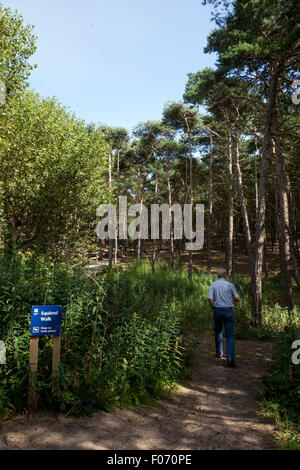 Pinewoods Wildlife Habitat im Freshfield Reserve des National Trust, Formby, Merseyside, Großbritannien. August 2015. Touristen besuchen das Formby Squirrel Nature Reserve, um die roten Eichhörnchen in ihrer natürlichen Umgebung zu sehen und an einem herrlichen Sommernachmittag kilometerlange Spaziergänge an der Küste zu genießen. Stockfoto