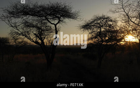 Savannah Grünland Akazien Sonnenuntergang, Hilltop Camp, Hluhluwe-Imfolozi Game Reserve, KwaZulu-Natal, Südafrika Stockfoto