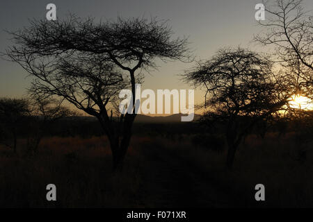 Blick auf den Sonnenuntergang über Savannah Grünland Akazienbäume, Hilltop Camp, Hluhluwe-Imfolozi Game Reserve, KwaZulu-Natal, Südafrika Stockfoto