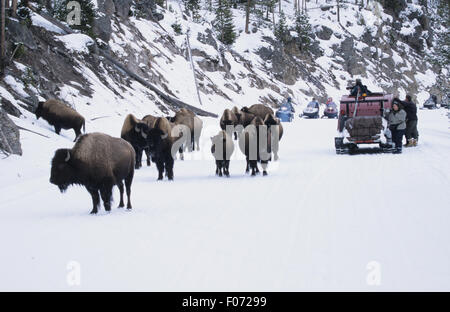 Bison Kleingruppe zusammen spazieren entlang einer Schnees bedeckt Straße vorbei an einem Schnee-Fahrzeug und Fotografen Stockfoto