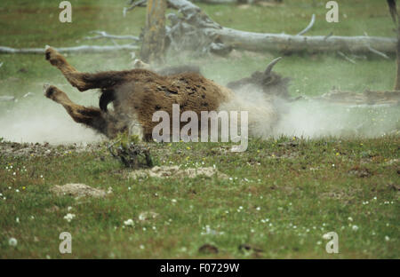 Bison Staub baden Rollen im Schmutz Staubwolke erstellen Stockfoto