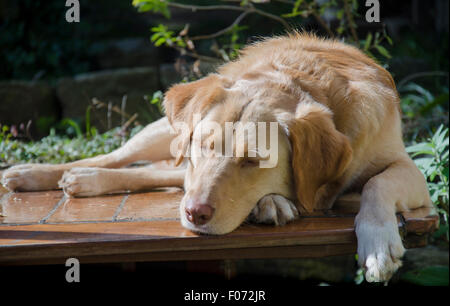 Ein goldener Labrador, Border Collie Cross Dog namens Indy schläft friedlich, während er in der Wintersonne in einem Hinterhof in Sydney, Australien, liegt Stockfoto