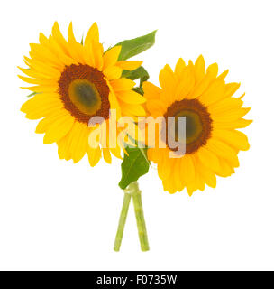 zwei helle Sonnenblumen Stockfoto