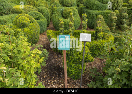 Gemeinsamer Buchsbaum, Buxus Sempervirens im historischen Garten Aalsmeer, einen botanischen Garten, Nordholland, Niederlande. Stockfoto