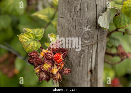 Rubus Phoenicolasius wächst in den historischen Garten Aalsmeer, einen botanischen Garten in Aalsmeer, Nordholland, Niederlande. Stockfoto