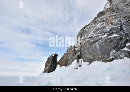 Schwarz-legged Dreizehenmöwen (Rissa Tridactyla) Kolonie auf Klippe und fliegen vor, gesehen vom Rand der Scholle, Bylot Insel, Baffin ba Stockfoto