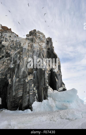 Schwarz-legged Dreizehenmöwen (Rissa Tridactyla) fliegen vor Kolonie auf Felsen aus dem Meer gesehen Eis, Bylot Insel Baffin Bay, Stockfoto