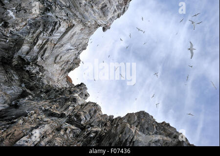 Schwarz-legged Dreizehenmöwen (Rissa Tridactyla) fliegen vor Kolonie auf Klippe, von unten gesehen Bylot Insel Baffin Bay, Nunavu Stockfoto