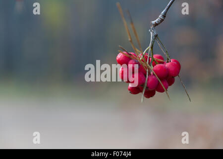 Eberesche Zweig mit einem Bündel von saftigen Beeren gegen das Holz Stockfoto
