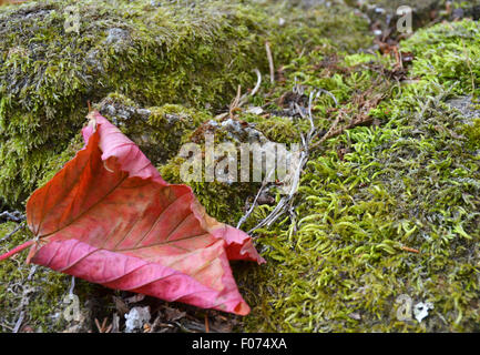 Gefallene Blatt Stockfoto