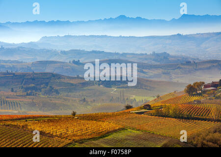 Herbstliche Weinberge und nebligen Hügeln im Hintergrund in Piemont, Italien. Stockfoto