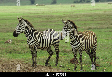 Burchells Zebra in Profil zwei nach links genommen zusammenstehen auf kurze Grünland Stockfoto