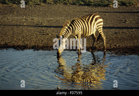 Burchells Zebra genommen im Profil Suche linken Kopf trinken aus blauem Wasser mit Reflexion Stockfoto