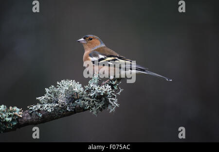 Buchfink-Männchen im Profil nach links genommen gehockt Flechten bedeckt Zweig Stockfoto