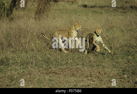 Gepard zwei Spielen laufen und jagen einander auf Serengeti kurzes Grasland Stockfoto