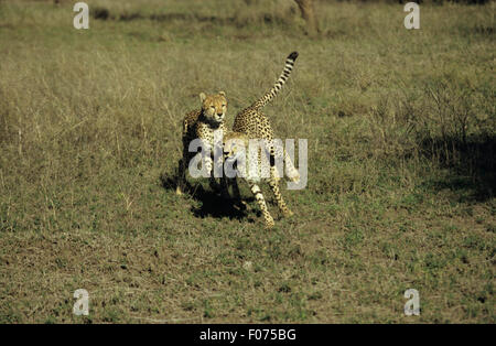 Gepard zwei junge laufen und jagen einander auf kurze Serengeti Grasland Stockfoto