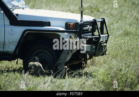 Gepard, zwei kleine Jungen, die zusammen spielen eine stehend am hinteren Beine um das Vorderrad ein Safari-Fahrzeug Stockfoto