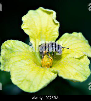 Schwarze Biene sammeln Pollen aus einer gelben Bittermelone Blume Stockfoto