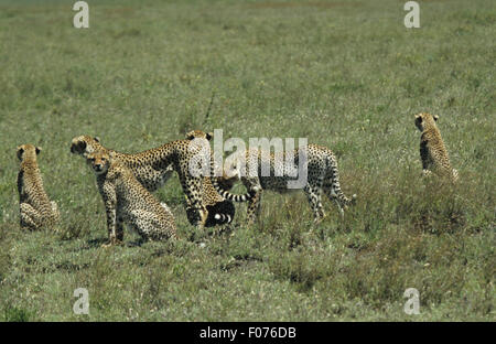 Geparden Mutter stehend auf Serengeti umgeben von ihren fünf ausgewachsenen Jungen Stockfoto