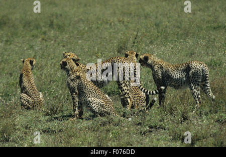 Geparden Mutter stehend auf Serengeti Wiesen umgeben von ihren vier ausgewachsenen Jungen Stockfoto