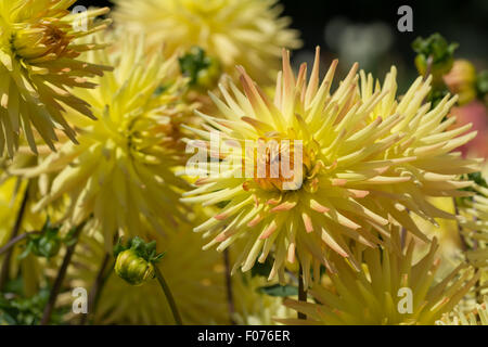Dahlie Spassmacher Blumen Stockfoto