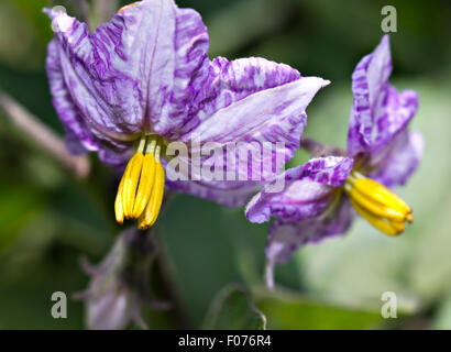 Aubergine (Solanum Melongena) Blüte Stockfoto