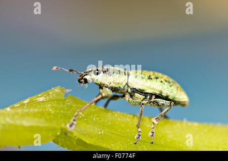 Kleine grüne Rüsselkäfer (Polydrusus Fühler). Blatt-Rüsselkäfer Stockfoto