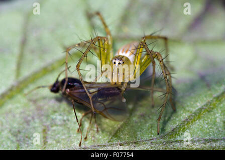 Luchs Spider (Peucetia Viridans) Stockfoto