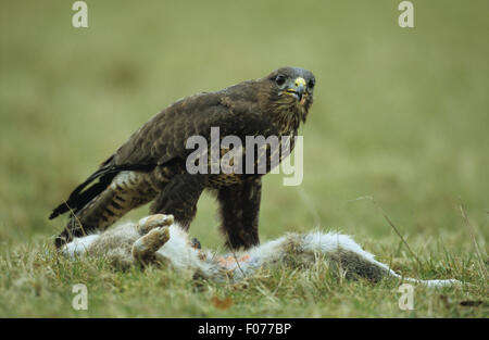 Gemeinsamen Bussard in Gefangenschaft genommen im Profil betrachten Kamera stehend auf Grünland über Tote Kaninchen töten Stockfoto